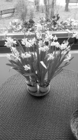 Narzissen monochrom