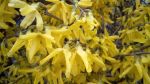 Forsythia