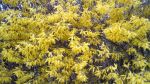 Forsythia Strauch, blühend