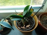 Foto hinten 16MP Orchidee Pflanze
