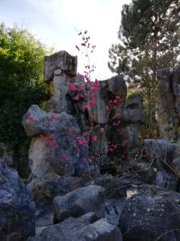 Honor 9 Lite Smartphone - Marzahner Garten