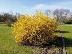 Smartphone Honor 9 Lite - blühende Forsythia