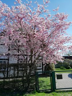 Smartphone Honor 9 Lite - Japanische Zierkirsche