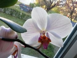 Smartphone Honor 9 Lite - Orchideenblüte
