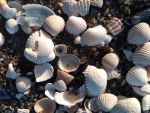 Muscheln am Strand