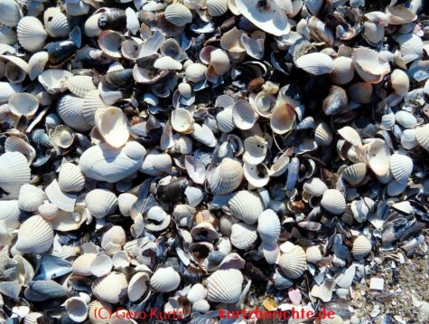 Naturführer Ostsee" von Frank Rudolph - viele Muscheln am Ostseestrand 