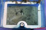 Staubsauger Thomas 786552 Schmutzwasser in der AQUA-Pure-Filterbox