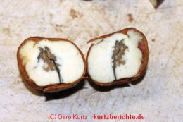 durchgeschnittene Kastanie