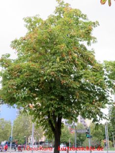 Rosskastanienbaum