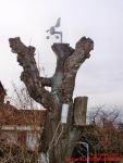 Wetterstation an einem Baum