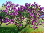 Eine naturnahe Blumenwiese anlegen - blühender Fliederbaum