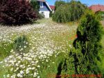 Eine naturnahe Blumenwiese anlegen - 