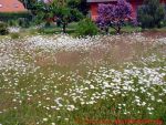Eine naturnahe Blumenwiese anlegen - viele Margeriten im Gras