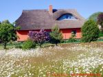 Eine naturnahe Blumenwiese anlegen - 