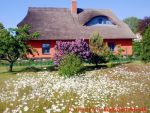 Eine naturnahe Blumenwiese anlegen - Margeritenwiese