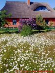 Eine naturnahe Blumenwiese anlegen - 