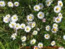 Eine naturnahe Blumenwiese anlegen - Gänseblümchenblüten