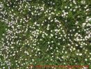 Eine naturnahe Blumenwiese anlegen - tausende Gänseblümchen auf einem Wiesenstück