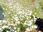 Eine naturnahe Blumenwiese anlegen - 