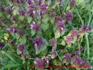 Eine naturnahe Blumenwiese anlegen - kleine Taubnessel