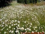 Eine naturnahe Blumenwiese anlegen - 