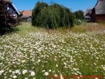 Eine naturnahe Blumenwiese anlegen - 