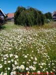 Eine naturnahe Blumenwiese anlegen - 