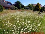 Eine naturnahe Blumenwiese anlegen - 