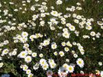 Eine naturnahe Blumenwiese anlegen - 
