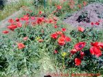 Eine naturnahe Blumenwiese anlegen - Klatschmohn am Komposthaufen