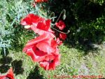 Eine naturnahe Blumenwiese anlegen - Klatschmohnblüte