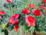 Eine naturnahe Blumenwiese anlegen - Klatschmohn auf dem Komposthaufen