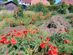 Eine naturnahe Blumenwiese anlegen - Klatschmohnwiese