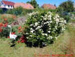 Eine naturnahe Blumenwiese anlegen - blühender Feuerdorn