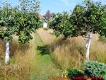 Eine naturnahe Blumenwiese anlegen - Wiese mit Weg im Herbst