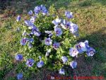 Eine naturnahe Blumenwiese anlegen - blühender Hibiskus Roseneibisch