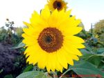 Eine naturnahe Blumenwiese anlegen - Sonnenblumenblüte
