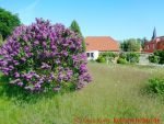 Eine naturnahe Blumenwiese anlegen - blauer Flieder auf einer Wiese
