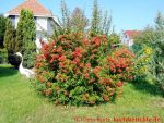 Eine naturnahe Blumenwiese anlegen - Feuerdorn mit roten Beeren