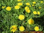 Eine naturnahe Blumenwiese anlegen - Butterblumen