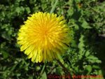 Eine naturnahe Blumenwiese anlegen - eine Butterblumenblüte