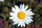 Eine naturnahe Blumenwiese anlegen - Margeritenblüte