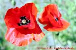 Eine naturnahe Blumenwiese anlegen - zwei Klatschmohnblüten