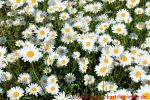 Eine naturnahe Blumenwiese anlegen - hunderte Margeriten auf der Wiese