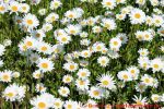 Eine naturnahe Blumenwiese anlegen - Blumenwiese mit Margeriten