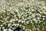 Eine naturnahe Blumenwiese anlegen - Blumenwiese mit Margeriten