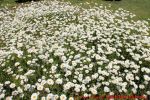 Eine naturnahe Blumenwiese anlegen - Blumenwiese mit Margeriten