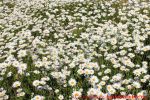 Eine naturnahe Blumenwiese anlegen - Blumenwiese mit Margeriten
