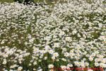 Eine naturnahe Blumenwiese anlegen - Blumenwiese mit Margeriten