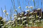 Eine naturnahe Blumenwiese anlegen - Blumenwiese mit Margeriten